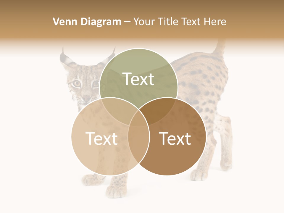 Cat Bobcat Male PowerPoint Template