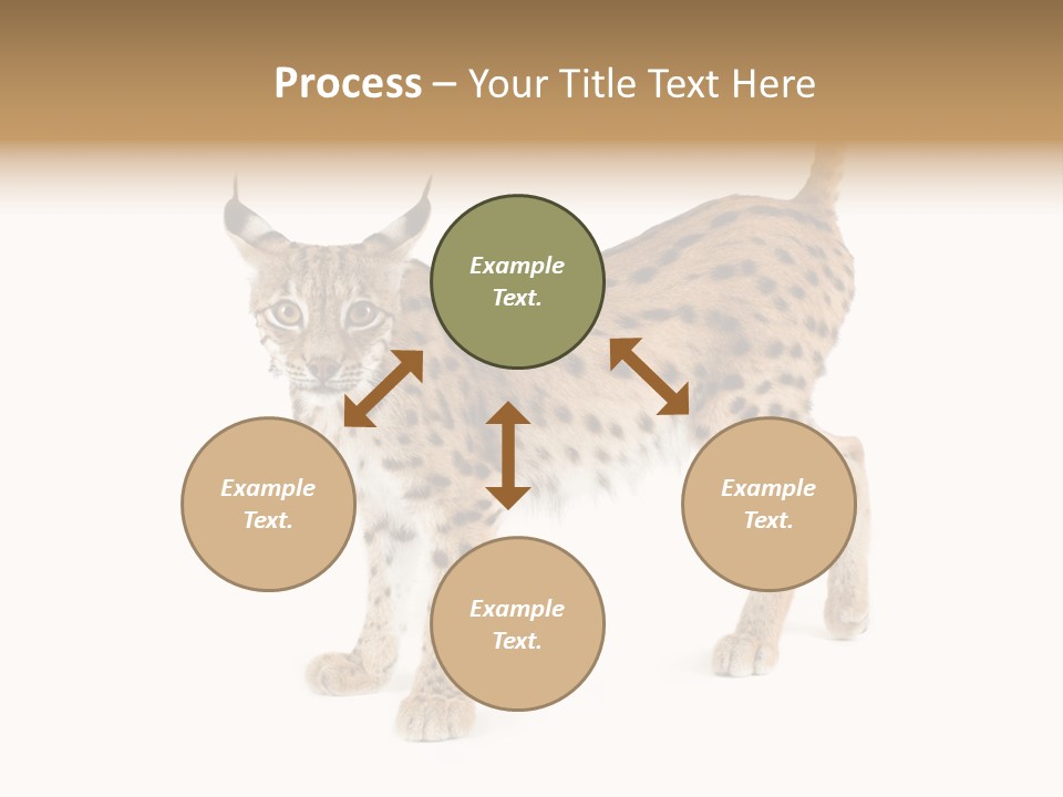 Cat Bobcat Male PowerPoint Template