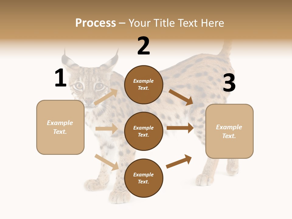Cat Bobcat Male PowerPoint Template