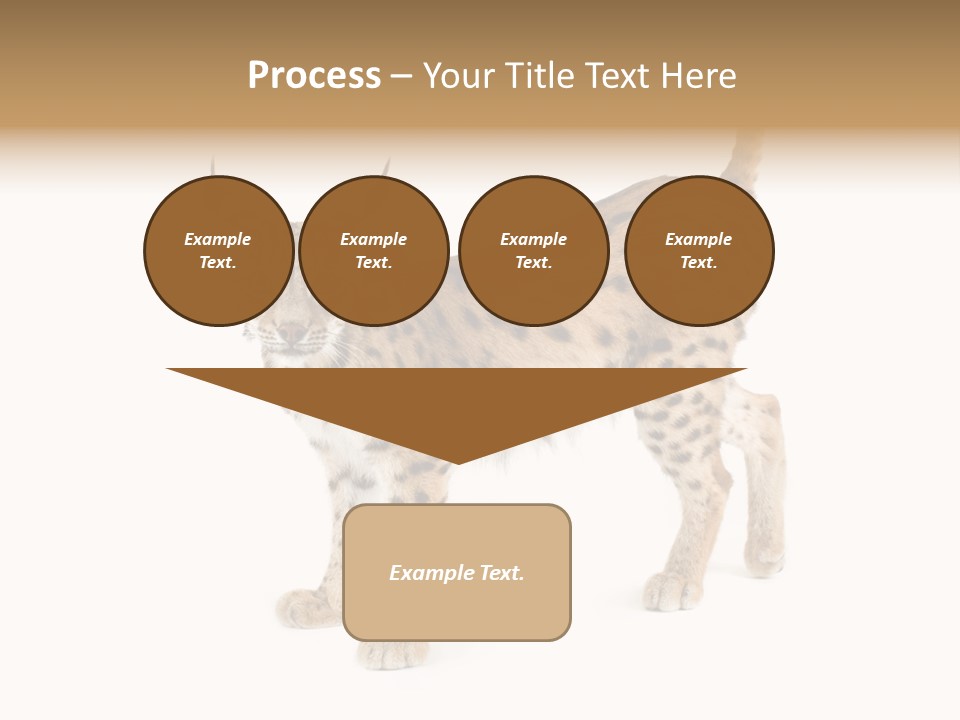 Cat Bobcat Male PowerPoint Template