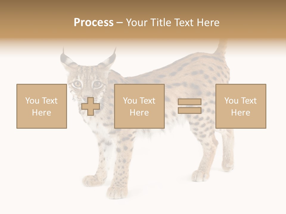 Cat Bobcat Male PowerPoint Template