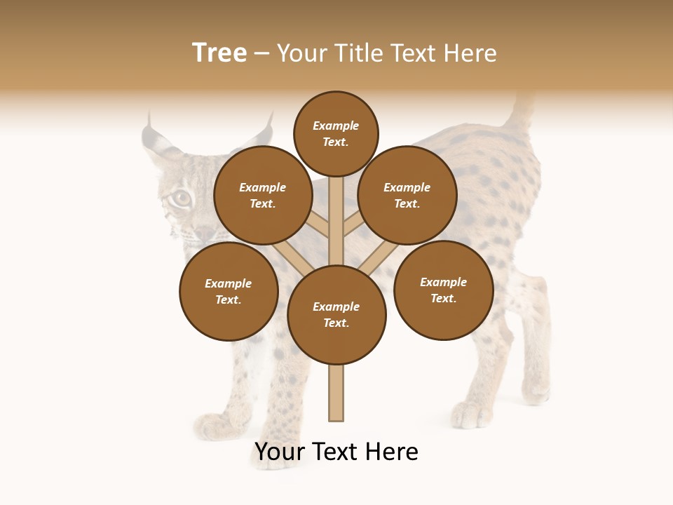 Cat Bobcat Male PowerPoint Template