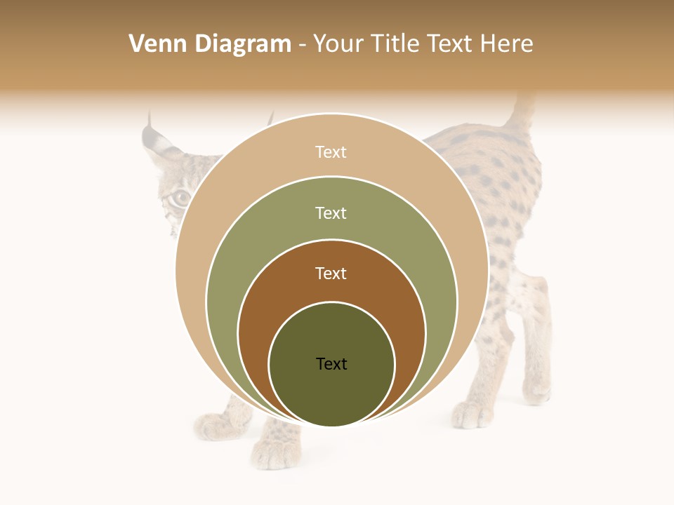 Cat Bobcat Male PowerPoint Template