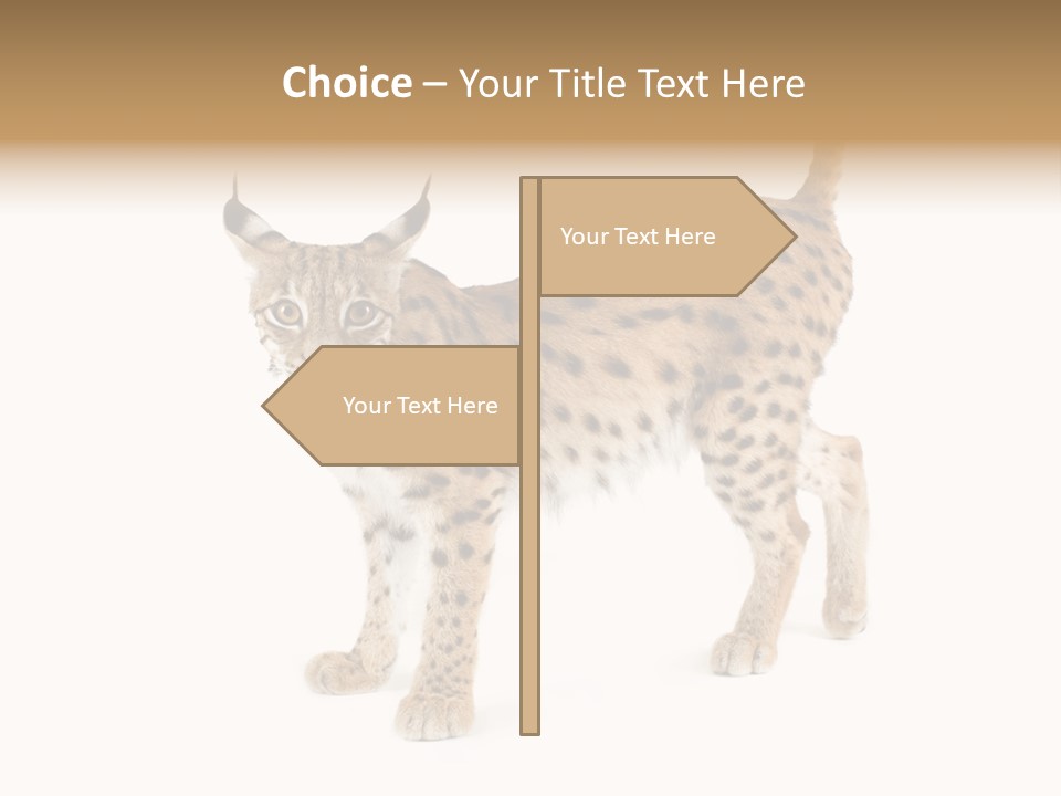 Cat Bobcat Male PowerPoint Template