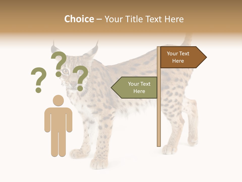 Cat Bobcat Male PowerPoint Template