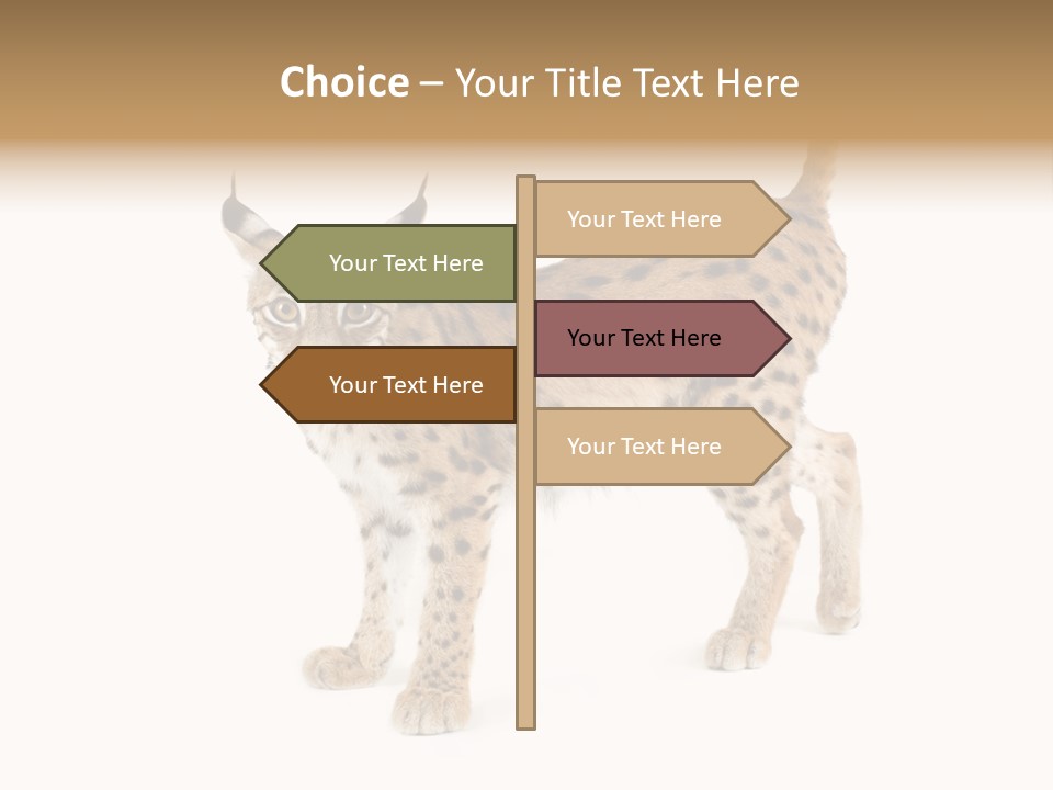 Cat Bobcat Male PowerPoint Template