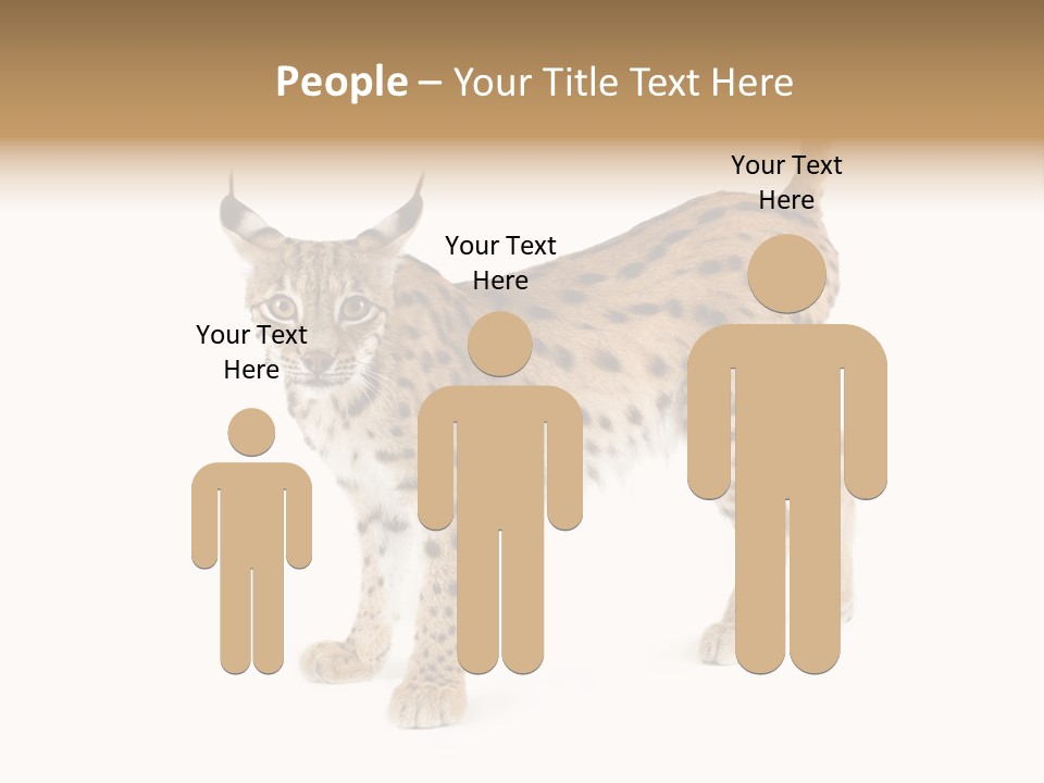 Cat Bobcat Male PowerPoint Template