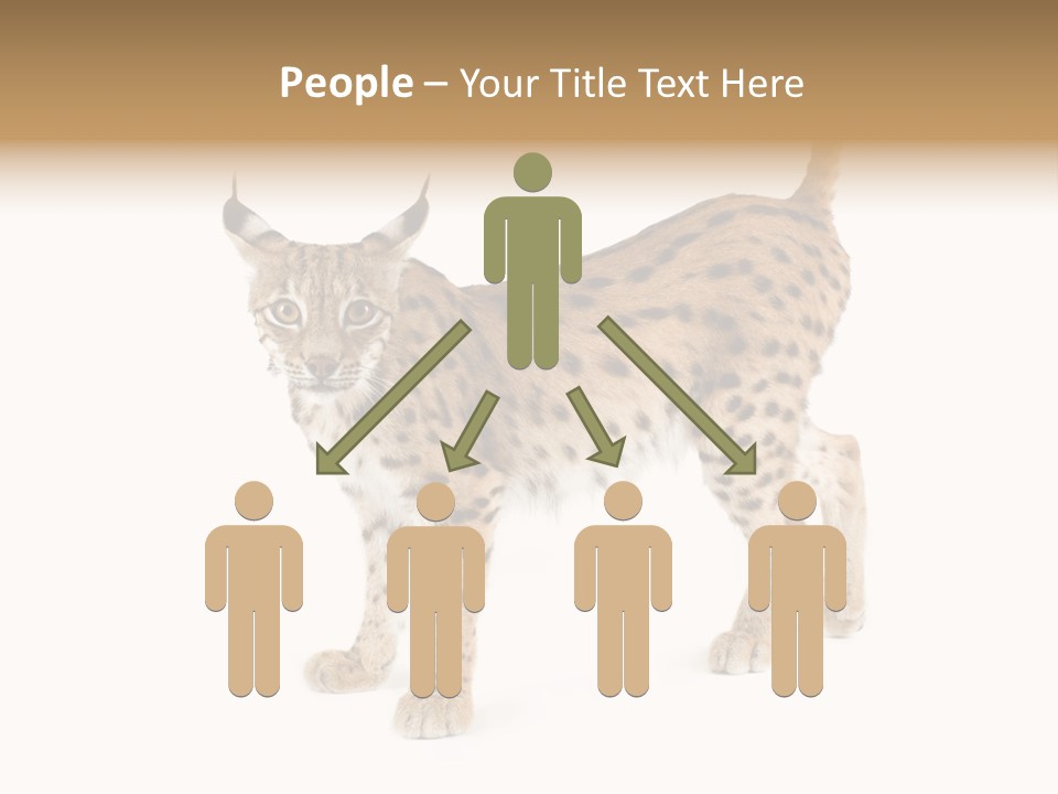 Cat Bobcat Male PowerPoint Template