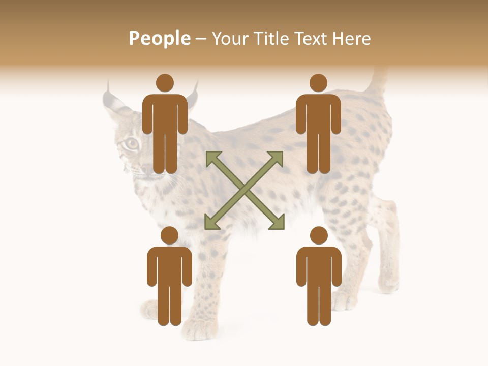 Cat Bobcat Male PowerPoint Template