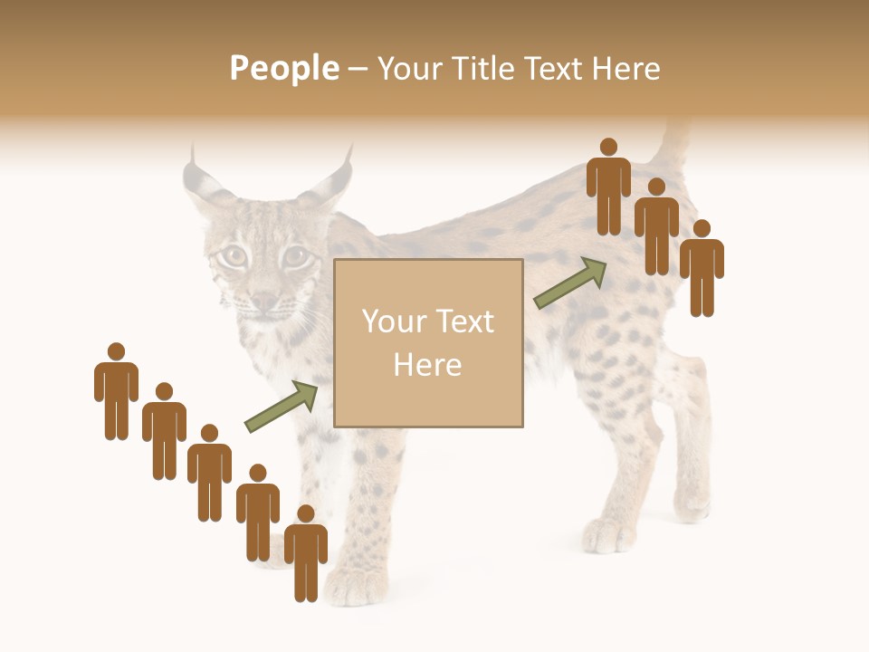 Cat Bobcat Male PowerPoint Template