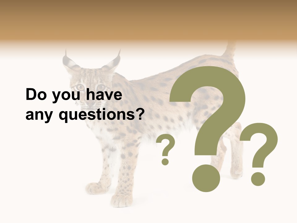 Cat Bobcat Male PowerPoint Template