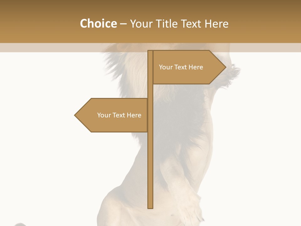 Studio Shot Isolated On White Looking Up PowerPoint Template