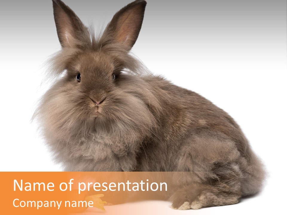 Little Bunny Rabbit Studio PowerPoint Template