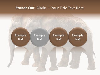 Big Photo Skin PowerPoint Template