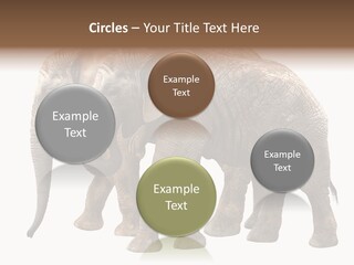 Big Photo Skin PowerPoint Template