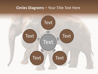 Big Photo Skin PowerPoint Template