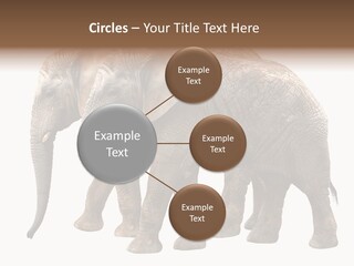 Big Photo Skin PowerPoint Template