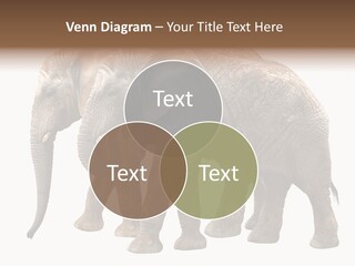 Big Photo Skin PowerPoint Template