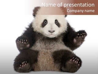 Cuddly China Ursidae PowerPoint Template