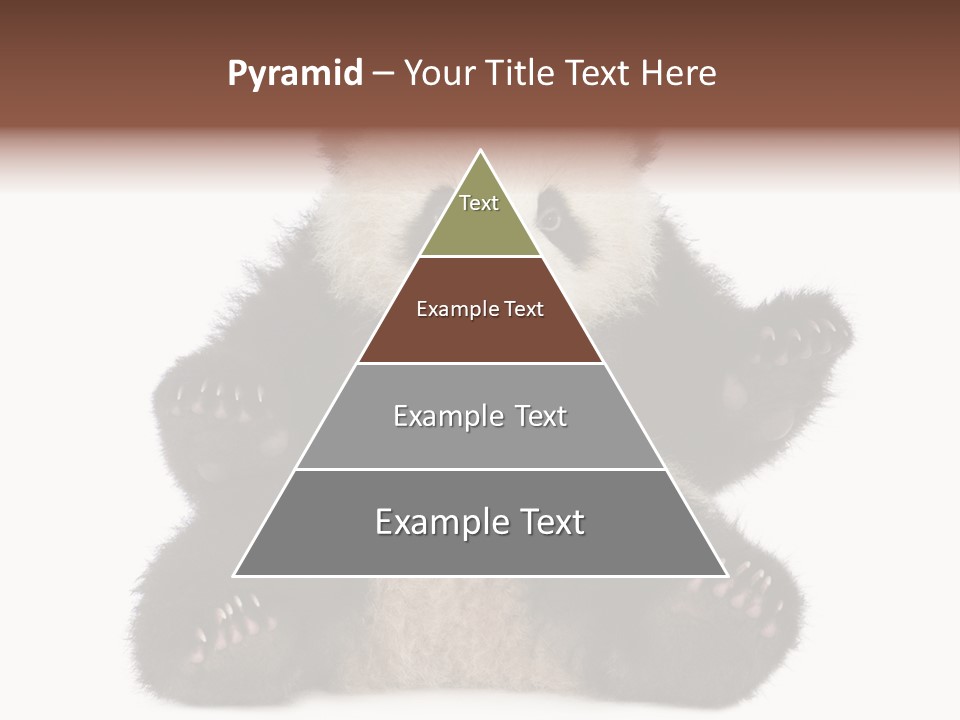 Cuddly China Ursidae PowerPoint Template