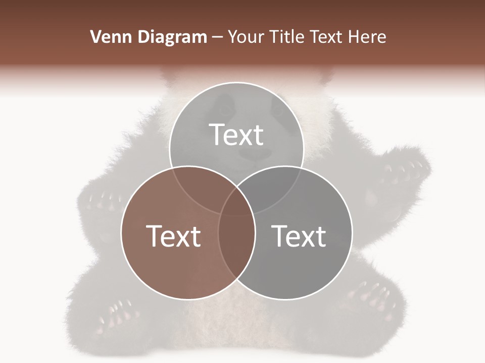Cuddly China Ursidae PowerPoint Template
