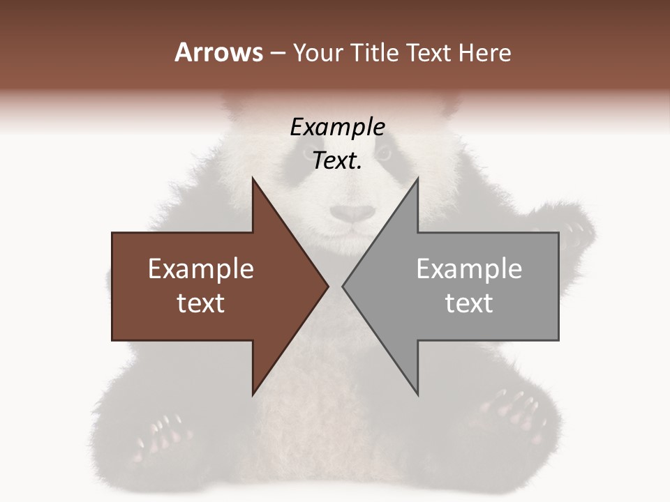 Cuddly China Ursidae PowerPoint Template