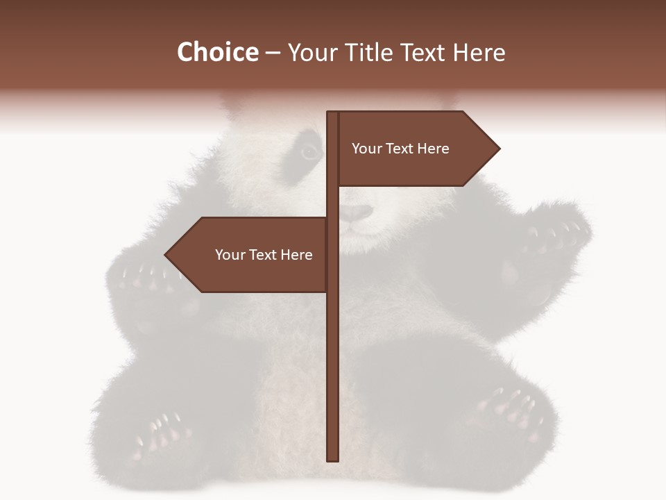 Cuddly China Ursidae PowerPoint Template