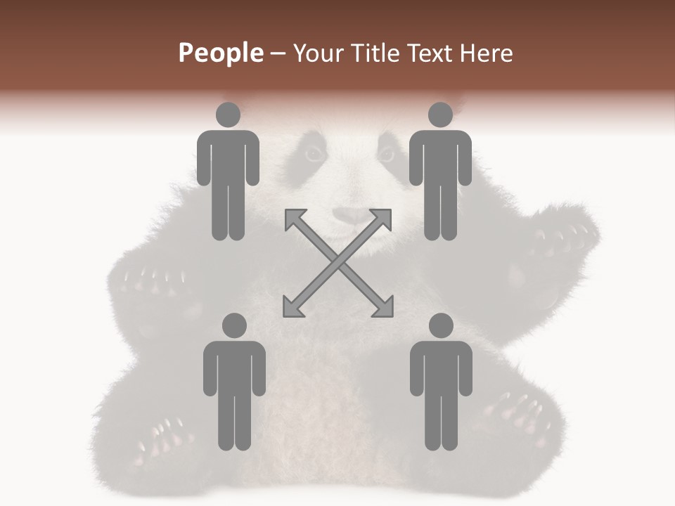Cuddly China Ursidae PowerPoint Template