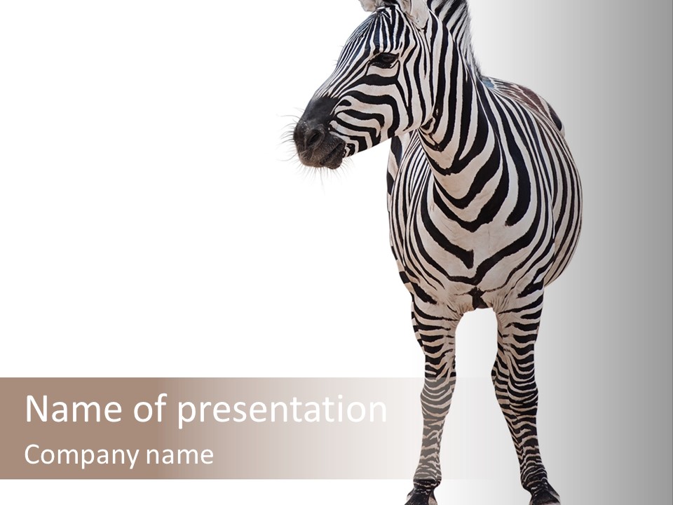 Standing Beauty Wildlife PowerPoint Template