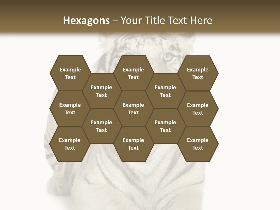 Animals Wild Isolated PowerPoint Template