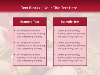 Easter Egg Bright Wood PowerPoint Template