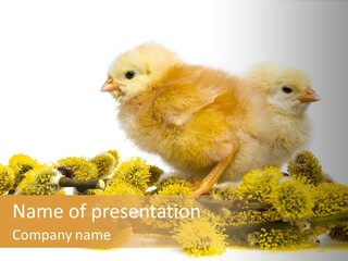 Background Chicken Orange PowerPoint Template