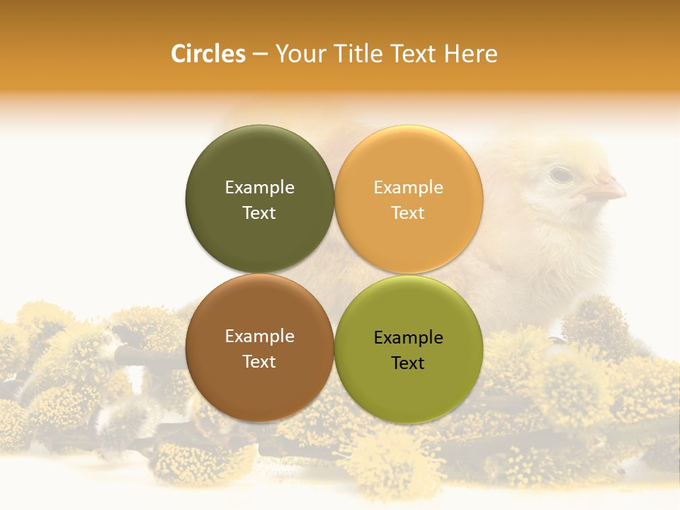 Background Chicken Orange PowerPoint Template
