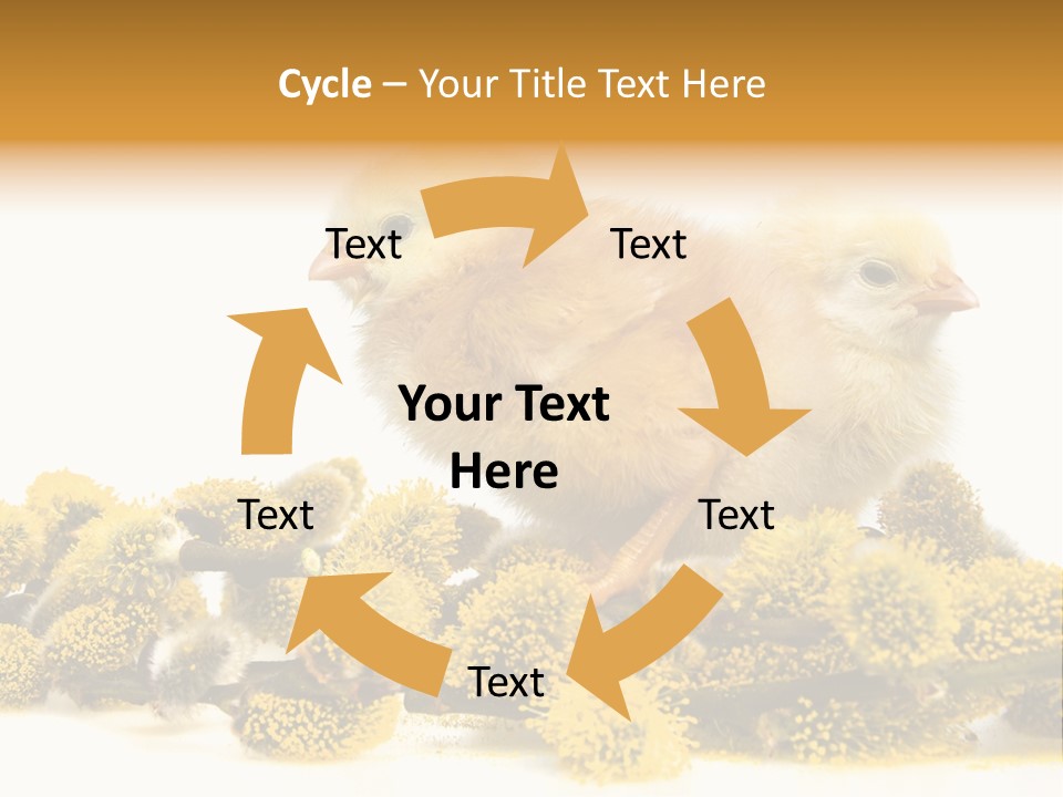 Background Chicken Orange PowerPoint Template