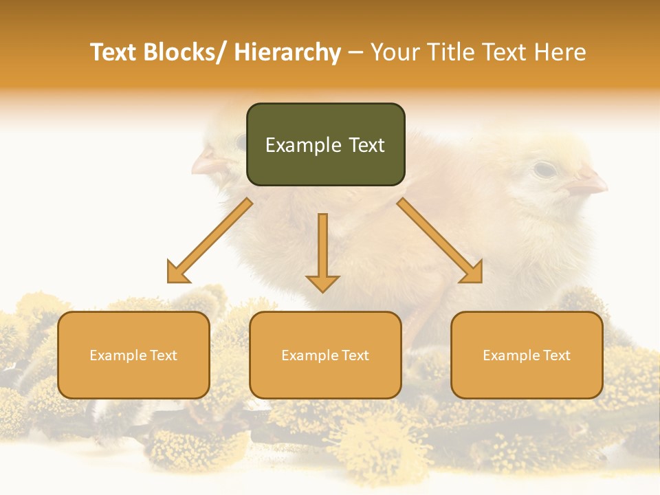 Background Chicken Orange PowerPoint Template
