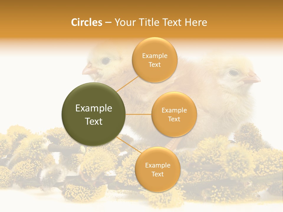 Background Chicken Orange PowerPoint Template