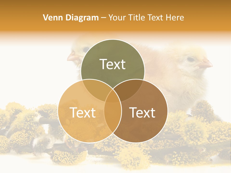 Background Chicken Orange PowerPoint Template