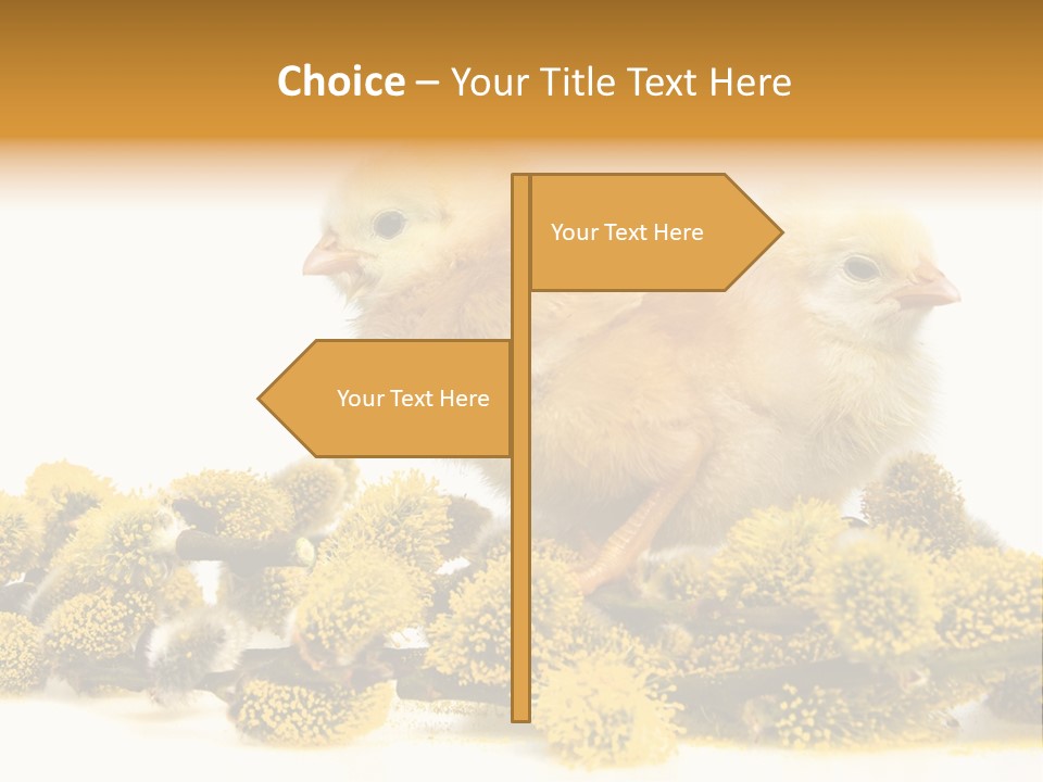 Background Chicken Orange PowerPoint Template