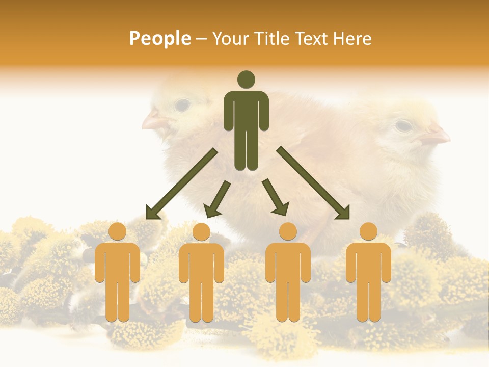 Background Chicken Orange PowerPoint Template