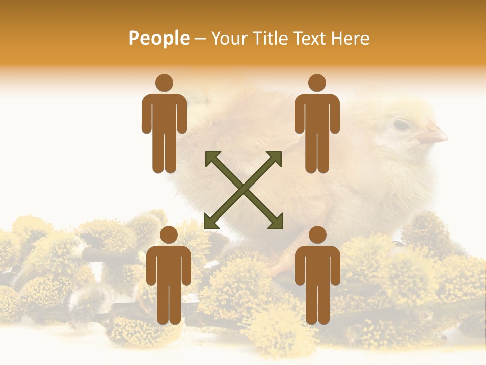 Background Chicken Orange PowerPoint Template