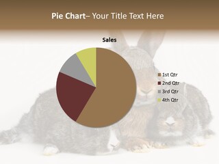 Springtime Sweet Seasonal PowerPoint Template