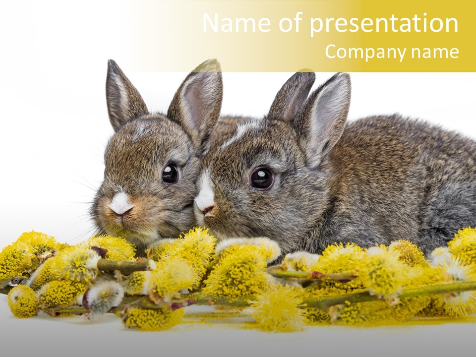 Two Branch Hare PowerPoint Template