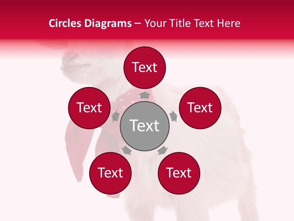 One Animal Agriculture Isolated On White PowerPoint Template