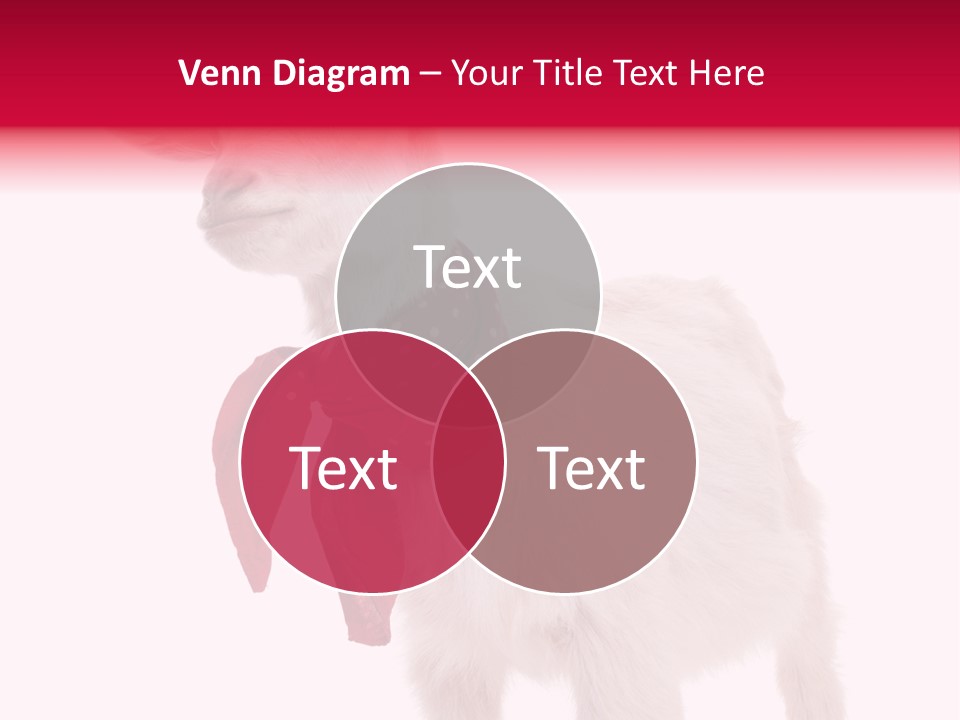 One Animal Agriculture Isolated On White PowerPoint Template