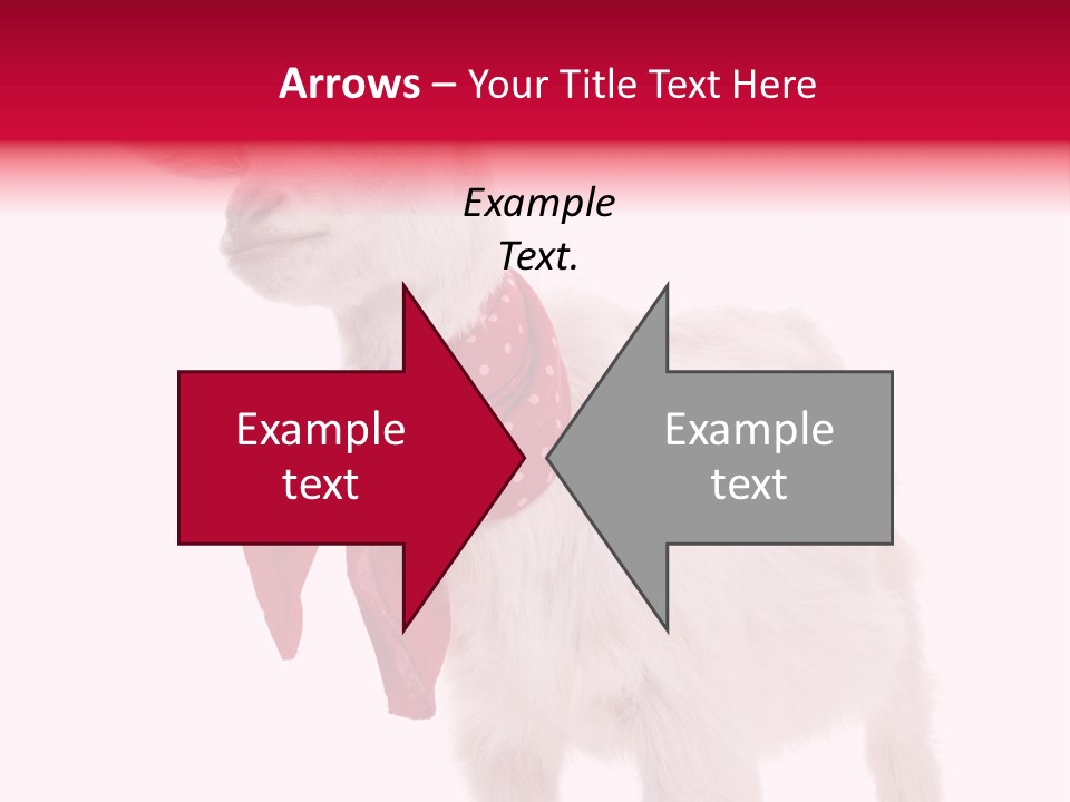 One Animal Agriculture Isolated On White PowerPoint Template