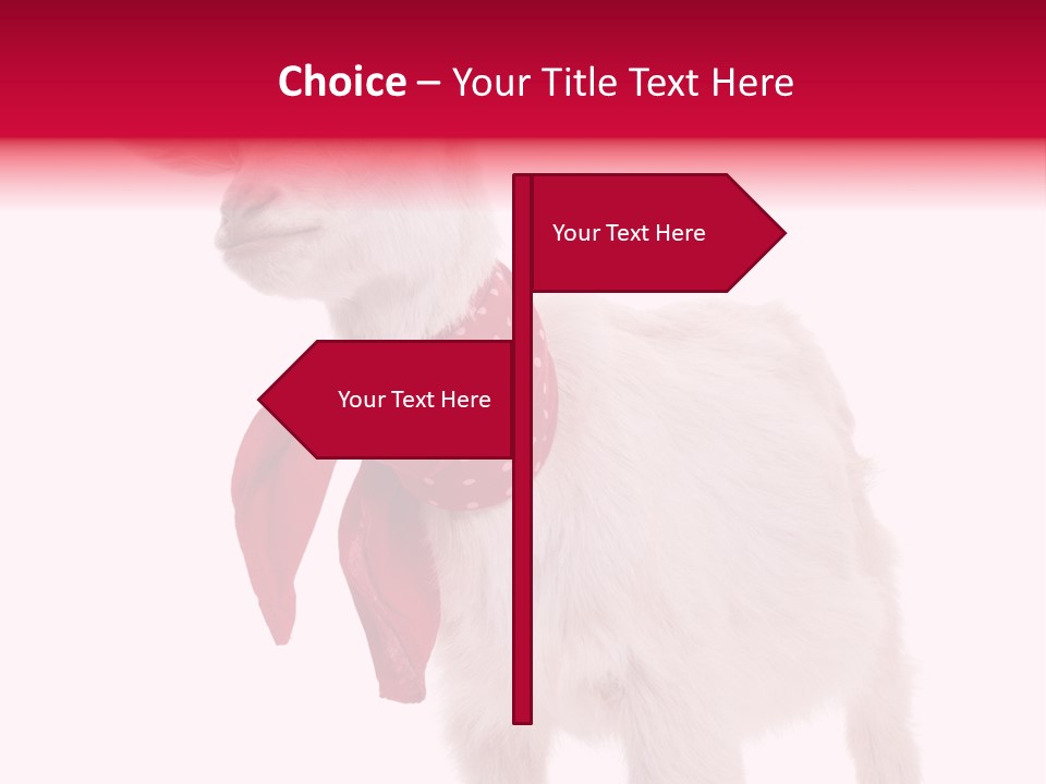 One Animal Agriculture Isolated On White PowerPoint Template