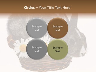 Season Happy Animal PowerPoint Template