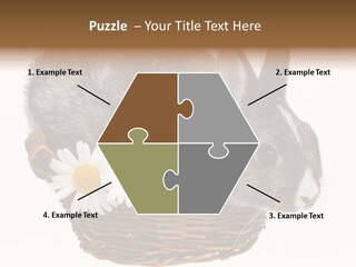 Season Happy Animal PowerPoint Template