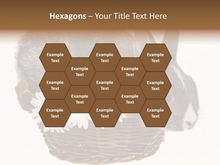 Season Happy Animal PowerPoint Template