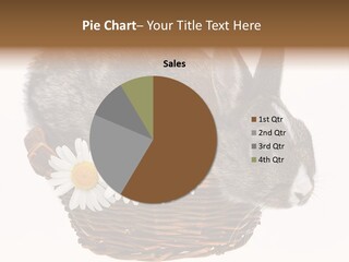 Season Happy Animal PowerPoint Template